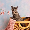 animal, cat, cozy, curious, cute, decorative_flowers, domestic_cat, feline, fuzzy, indoor, kitten, orange_eyes, pastel_background, pet, pink_blanket, playful, small_pet, soft_texture, wooden_crate, young_cat