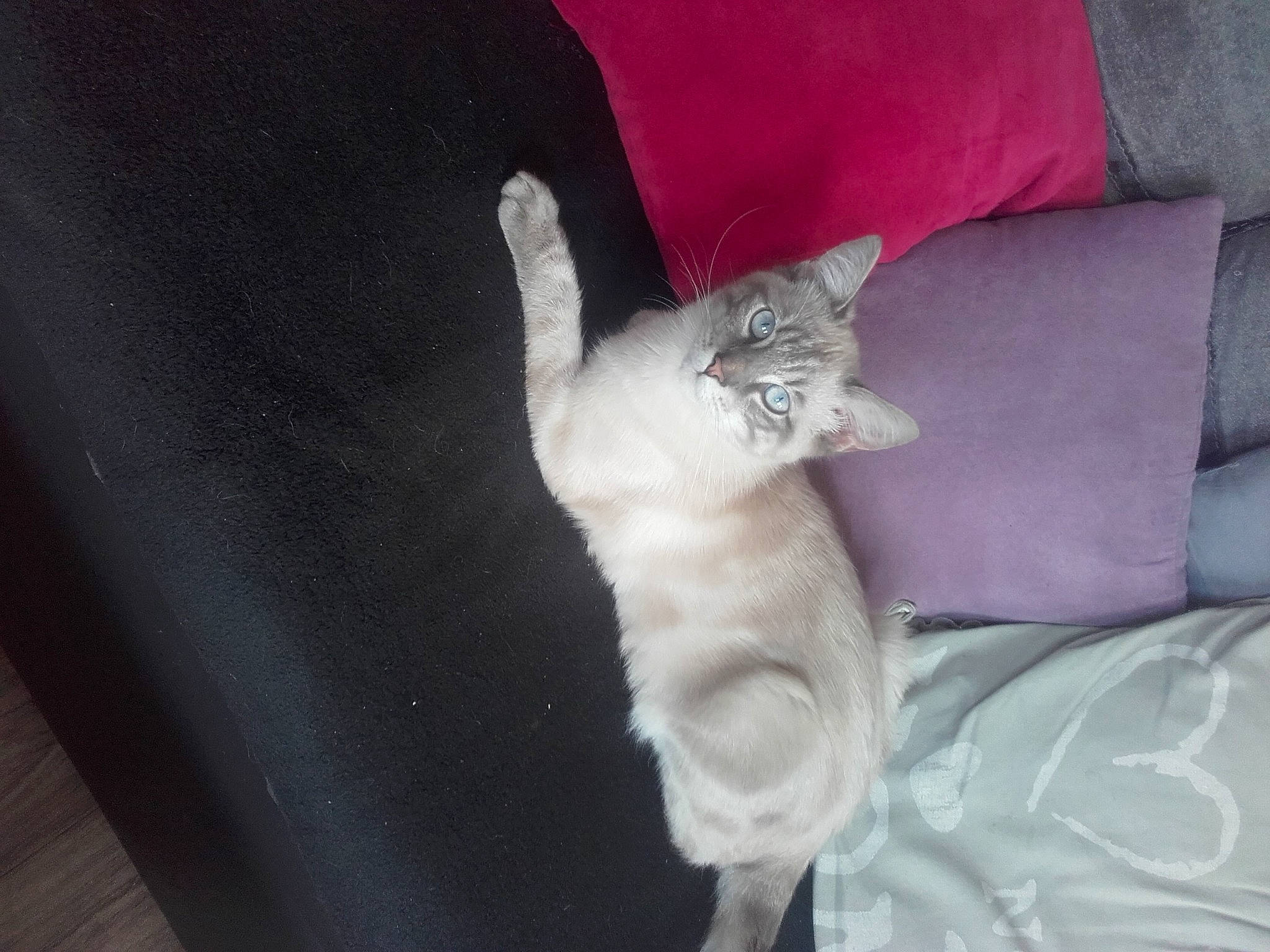 Symba participe au concours pour gagner de l'argent avec cette photo : asian, burmilla, carnivore, cat, domestic_short_haired_cat, fawn, felidae, kitten, mammal, ojos_azules, paw, polydactyl_cat, small_to_medium_sized_cats, tail, turkish_angora, whiskers