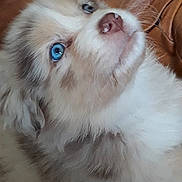 Mya a rejoint le concours — aidez-le/la à gagner de superbes lots ! australian_shepherd, carnivoran, companion_dog, dog, dog_breed, dog_breed_group, dog_like_mammal, fur, german_spitz, german_spitz_klein, nose, pomeranian, puppy, snout, sporting_group, whiskers