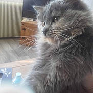 Nala participe au concours pour gagner de l'argent avec cette photo : british_longhair, carnivore, cat, fawn, felidae, fur, grey, small_to_medium_sized_cats, snout, tail, terrestrial_animal, whiskers, window