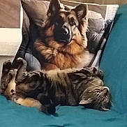 Berlioz participe au concours pour gagner de l'argent avec cette photo : cat, tabby_cat, dog_pillow, german_shepherd, couch, pillow, furniture, indoor, pet, relaxed, lying_down, fur, animal, cozy, home, domestic_animal, resting, cute, tabby, blue_couch
