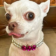 Suki is registered to the contest to win money with this photo: animal, chihuahua, close_up, cute, dog, domestic_animal, ears, expression, fur, indoor, jewelry, necklace, pearls, pet, pink_gems, portrait, small_dog, tongue_out, white_dog, wide_eyes