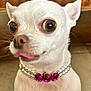 animal, chihuahua, close_up, cute, dog, domestic_animal, ears, expression, fur, indoor, jewelry, necklace, pearls, pet, pink_gems, portrait, small_dog, tongue_out, white_dog, wide_eyes