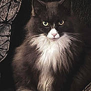 Faith Heaven Wagner joined the competition — help win amazing prizes! cat, fluffy, long_hair, white_chest, dark_fur, pet, animal, sitting, indoor, close_up, face, whiskers, ears, paws, feline, looking_at_camera, domestic_cat, portrait, texture, patterned_fabric