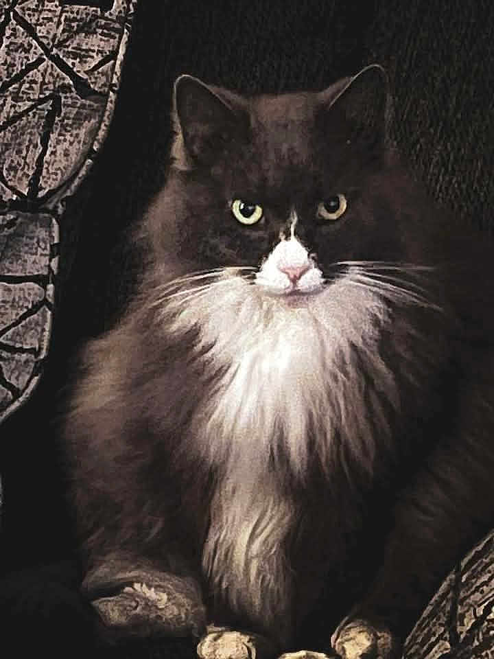 Faith Heaven Wagner joined the competition — help win amazing prizes! cat, fluffy, long_hair, white_chest, dark_fur, pet, animal, sitting, indoor, close_up, face, whiskers, ears, paws, feline, looking_at_camera, domestic_cat, portrait, texture, patterned_fabric