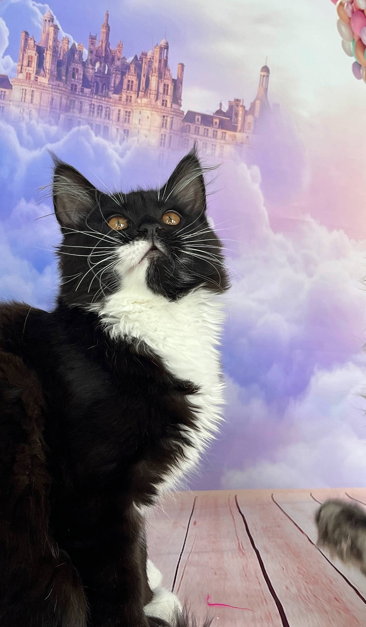 Talya a rejoint le concours — aidez-le/la à gagner de superbes lots ! art, black_cat, building, carnivore, cat, city, cloud, domestic_short_haired_cat, drawing, felidae, flooring, fur, illustration, painting, sky, small_to_medium_sized_cats, snout, tail, whiskers, wood