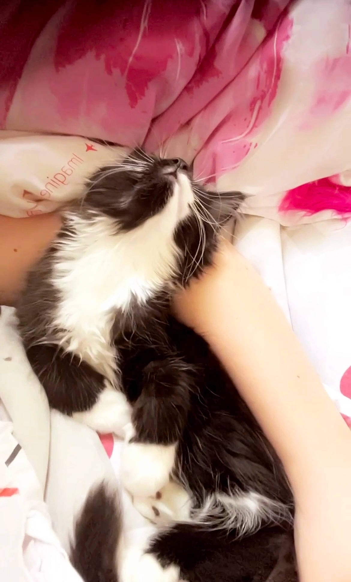 Talya participe au concours pour gagner de l'argent avec cette photo : carnivore, cat, comfort, companion_dog, dress, fashion_accessory, felidae, foot, fur, gesture, happy, human_leg, nail, paw, petal, small_to_medium_sized_cats, tail, thigh, whiskers, wrist