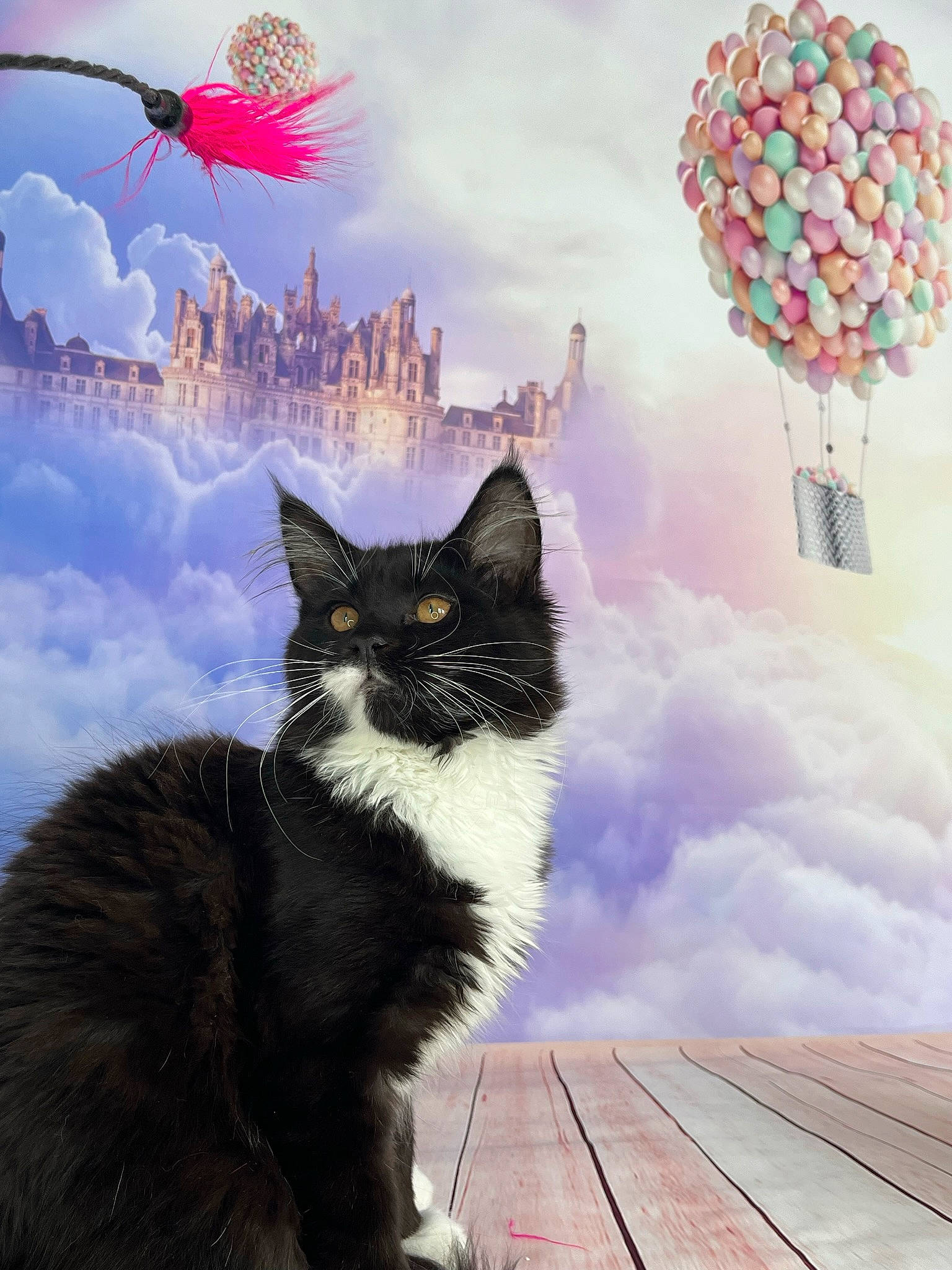 Talya participe au concours pour gagner de l'argent avec cette photo : art, balloon, carnivore, cat, cloud, event, felidae, fur, illustration, light, morning, nature, painting, plant, sky, small_to_medium_sized_cats, tail, tree, whiskers, wood