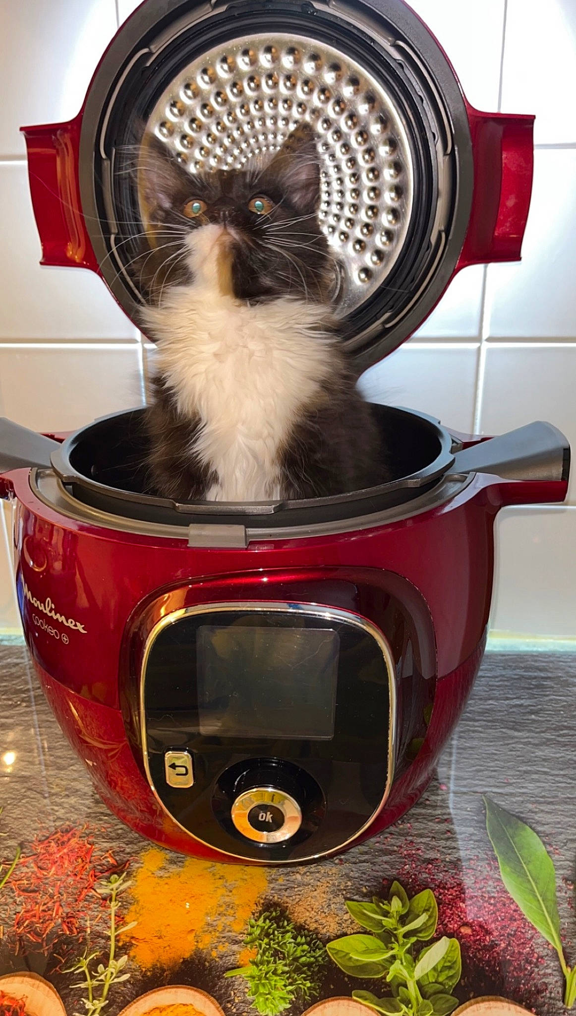 Talya a rejoint le concours — aidez-le/la à gagner de superbes lots ! automotive_lighting, automotive_tire, carnivore, cat, cat_supply, coffeemaker, drip_coffee_maker, felidae, fur, gas, home_appliance, kitchen_appliance, machine, major_appliance, pet_supply, pressure_cooker, small_appliance, small_to_medium_sized_cats, television_set, whiskers
