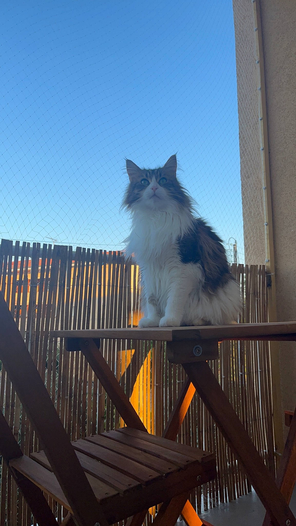 Oly participe au concours pour gagner de l'argent avec cette photo : carnivore, cat, cloud, evening, felidae, fur, handrail, house, metal, plant, porch, roof, sky, small_to_medium_sized_cats, sunlight, tail, tree, whiskers, winter, wood