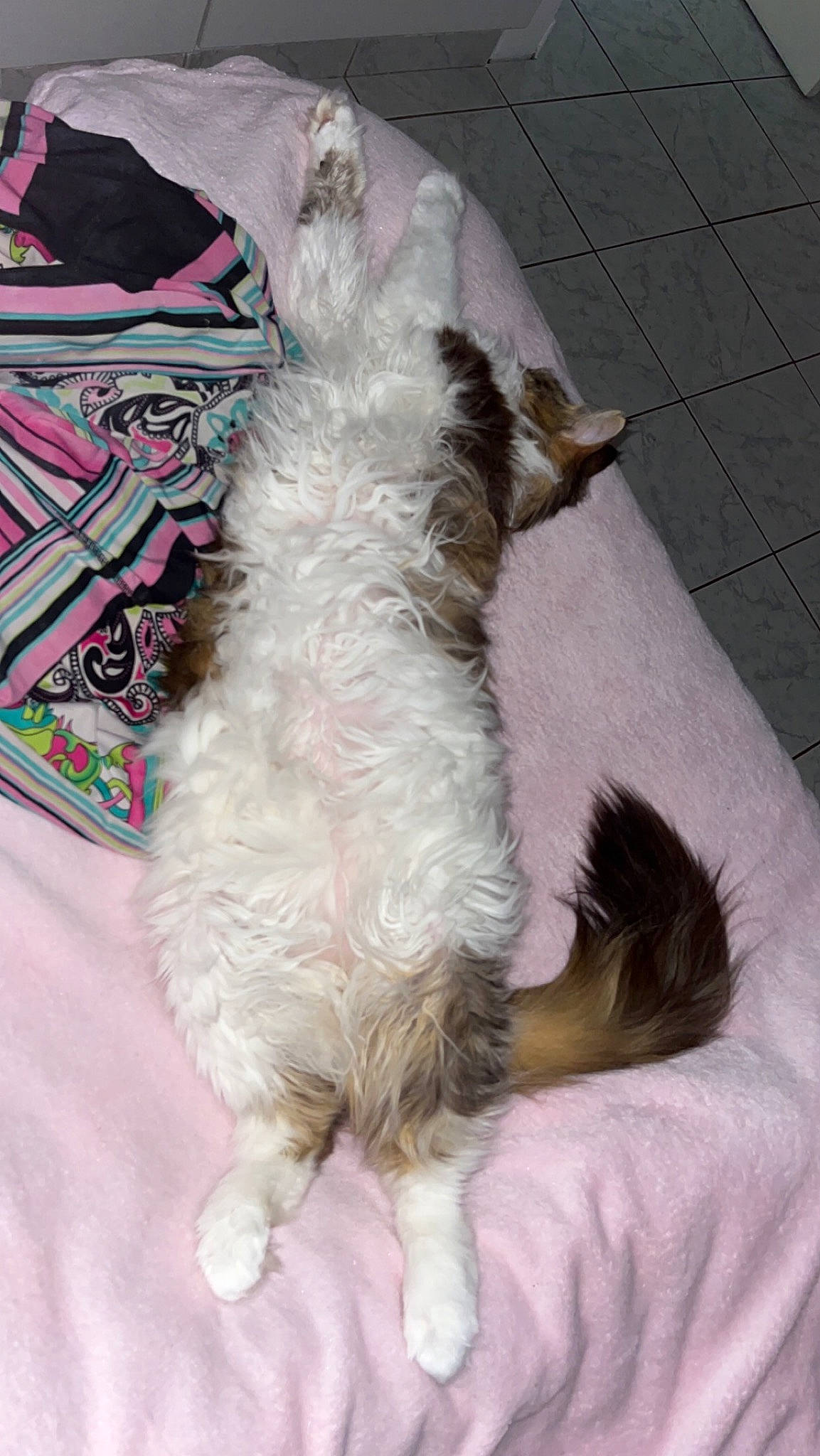 Oly participe au concours pour gagner de l'argent avec cette photo : canidae, carnivore, cat, claw, comfort, companion_dog, dog_breed, fawn, felidae, fur, nap, paw, small_to_medium_sized_cats, sporting_group, tail, terrestrial_animal, whiskers, working_animal