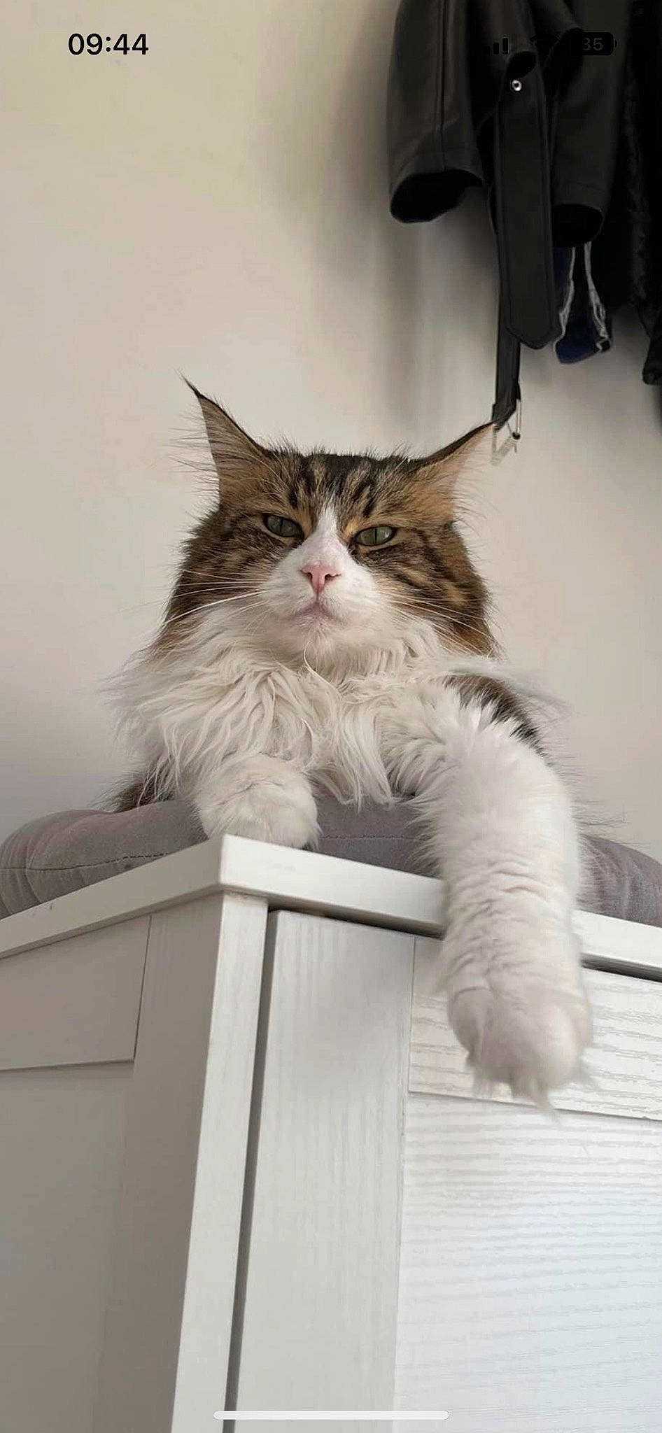 Oly a rejoint le concours — aidez-le/la à gagner de superbes lots ! box, carnivore, cat, claw, domestic_short_haired_cat, felidae, fur, paw, ragdoll, small_to_medium_sized_cats, snout, tail, whiskers