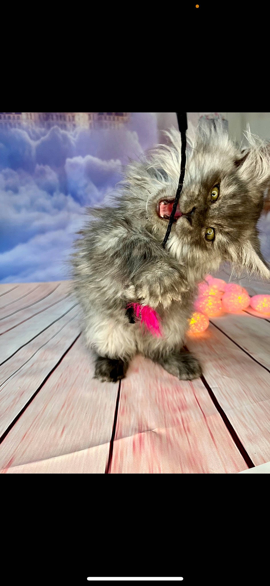 Tess participe au concours pour gagner de l'argent avec cette photo : british_longhair, carnivore, cat, claw, cloud, companion_dog, fawn, felidae, flooring, foot, fur, hardwood, paw, plank, small_to_medium_sized_cats, snout, tail, terrestrial_animal, whiskers, wood