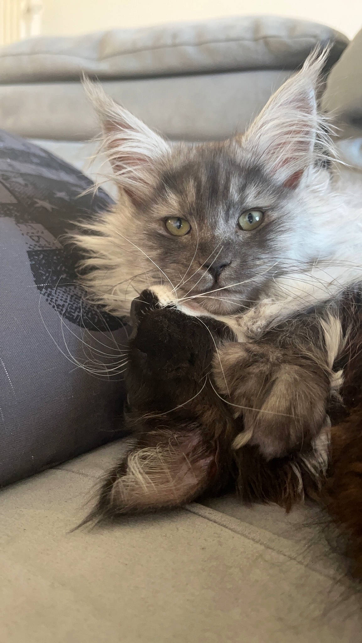 Tess participe au concours pour gagner de l'argent avec cette photo : carnivore, cat, cat_supply, claw, comfort, couch, domestic_short_haired_cat, fawn, felidae, fur, grey, mammal, paw, small_to_medium_sized_cats, snout, tail, terrestrial_animal, vertebrate, whiskers
