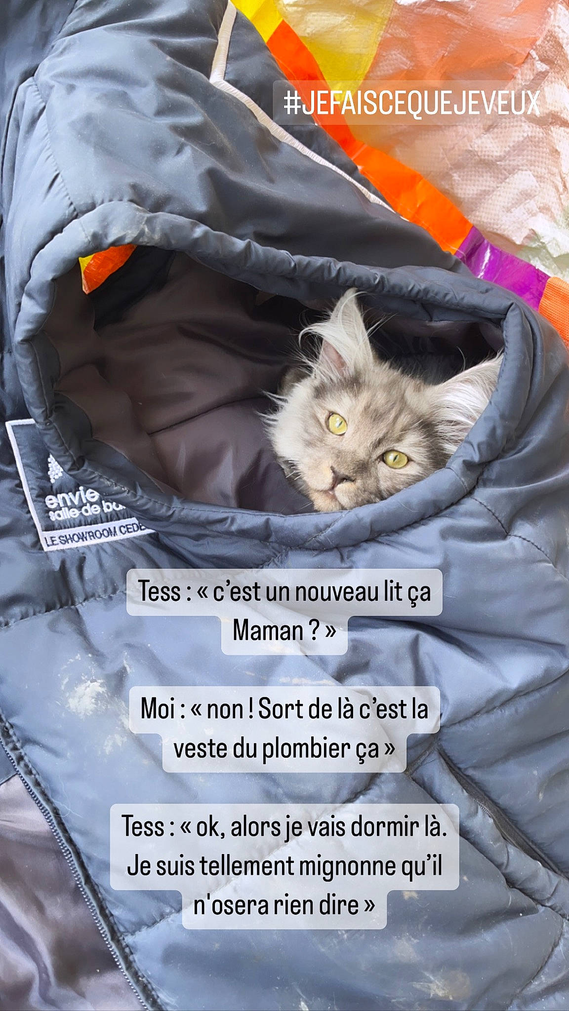 Tess a rejoint le concours — aidez-le/la à gagner de superbes lots ! bag, baggage, carnivore, cat, comfort, felidae, font, fur, grey, linens, luggage_and_bags, personal_protective_equipment, photo_caption, plastic_bag, sleeve, small_to_medium_sized_cats, whiskers