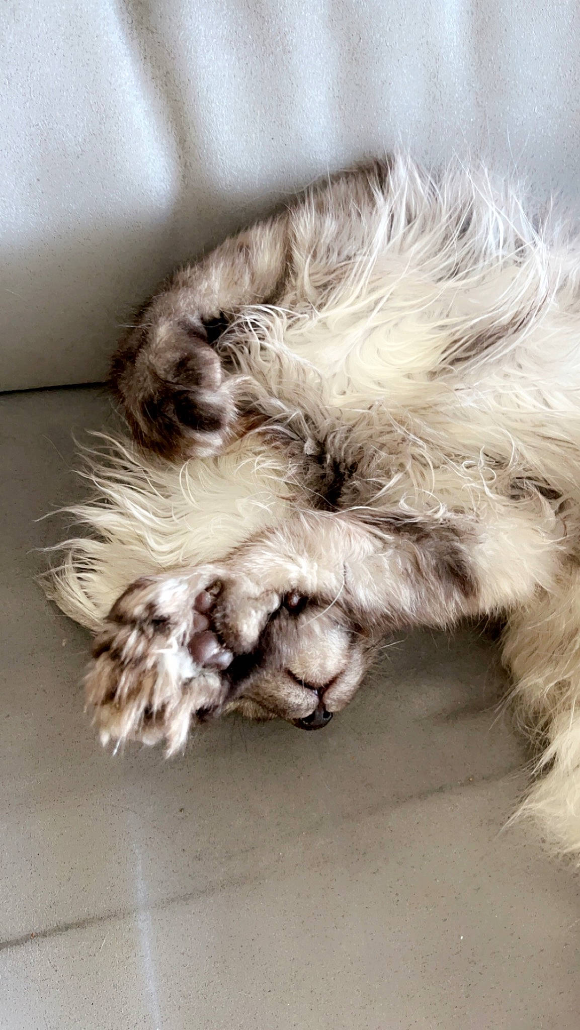 Tess a rejoint le concours — aidez-le/la à gagner de superbes lots ! canidae, carnivore, cat, cat_bed, claw, comfort, companion_dog, dog_breed, felidae, fur, liver, maine_coon, nap, paw, sleep, small_to_medium_sized_cats, snout, sporting_group, tail, whiskers