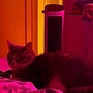 Coco is registered to the contest to win money with this photo: bed, bedroom, blanket, books, cat, dramatic_lighting, feline, home, indoor, low_light, lying_down, magenta, neon_lighting, orange, pet, portrait, relaxed, shelves, sleepy, speaker