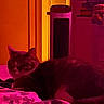 bed, bedroom, blanket, books, cat, dramatic_lighting, feline, home, indoor, low_light, lying_down, magenta, neon_lighting, orange, pet, portrait, relaxed, shelves, sleepy, speaker