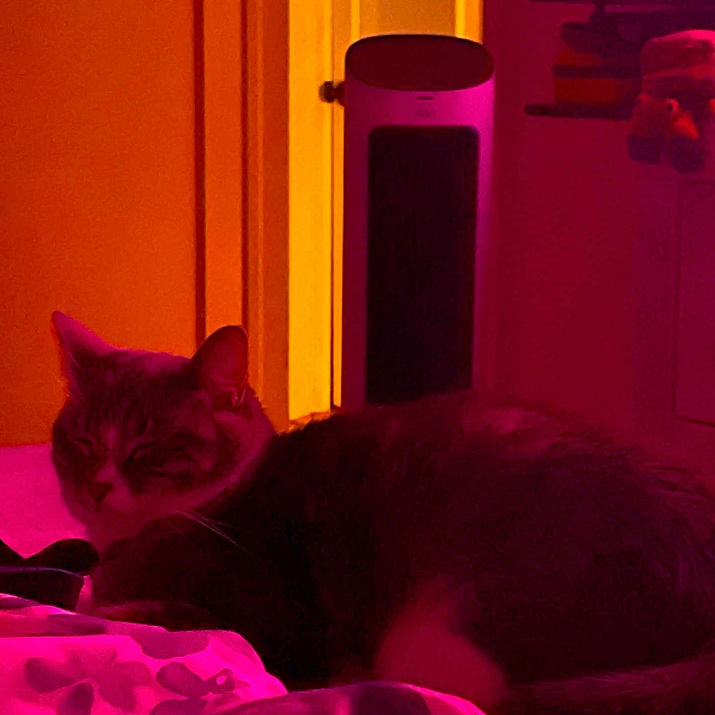 Coco