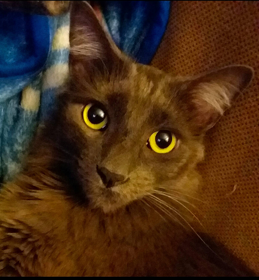 Kapi is registered to the contest to win money with this photo: art, black_cat, carnivore, cat, domestic_short_haired_cat, electric_blue, felidae, fur, illustration, painting, sky, small_to_medium_sized_cats, snout, terrestrial_animal, visual_arts, whiskers, wildlife