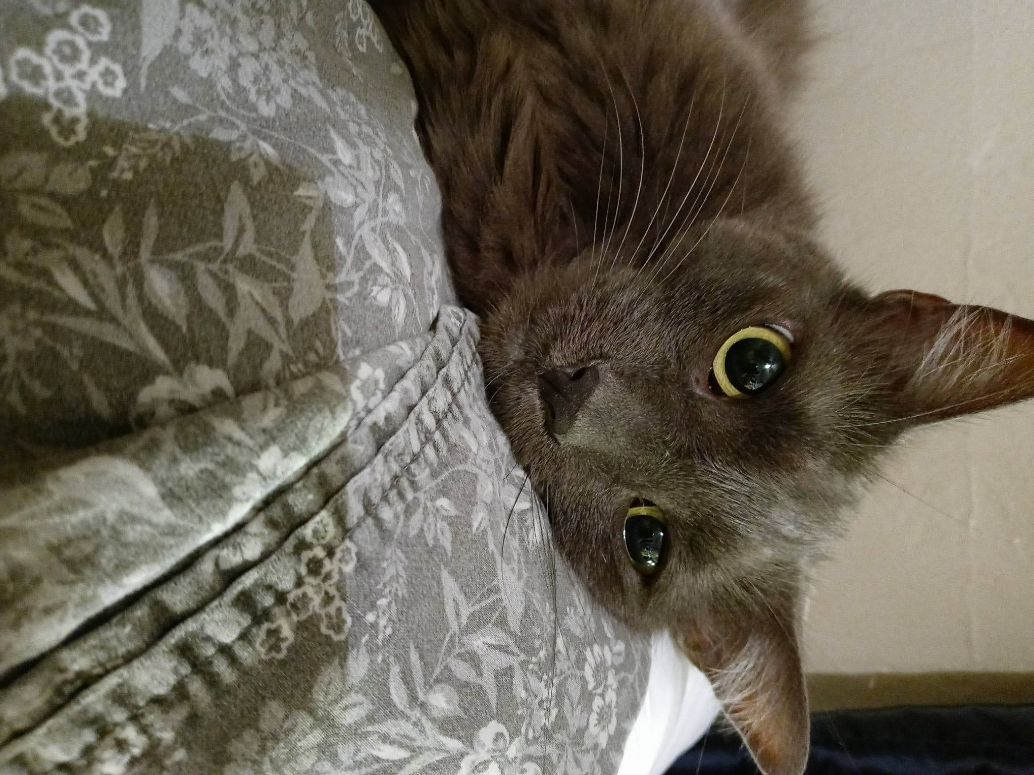 Kapi joined the competition — help win amazing prizes! black_cat, carnivore, cat, chartreux, claw, domestic_short_haired_cat, fawn, felidae, fur, grey, korat, paw, russian_blue, small_to_medium_sized_cats, snout, tail, terrestrial_animal, whiskers