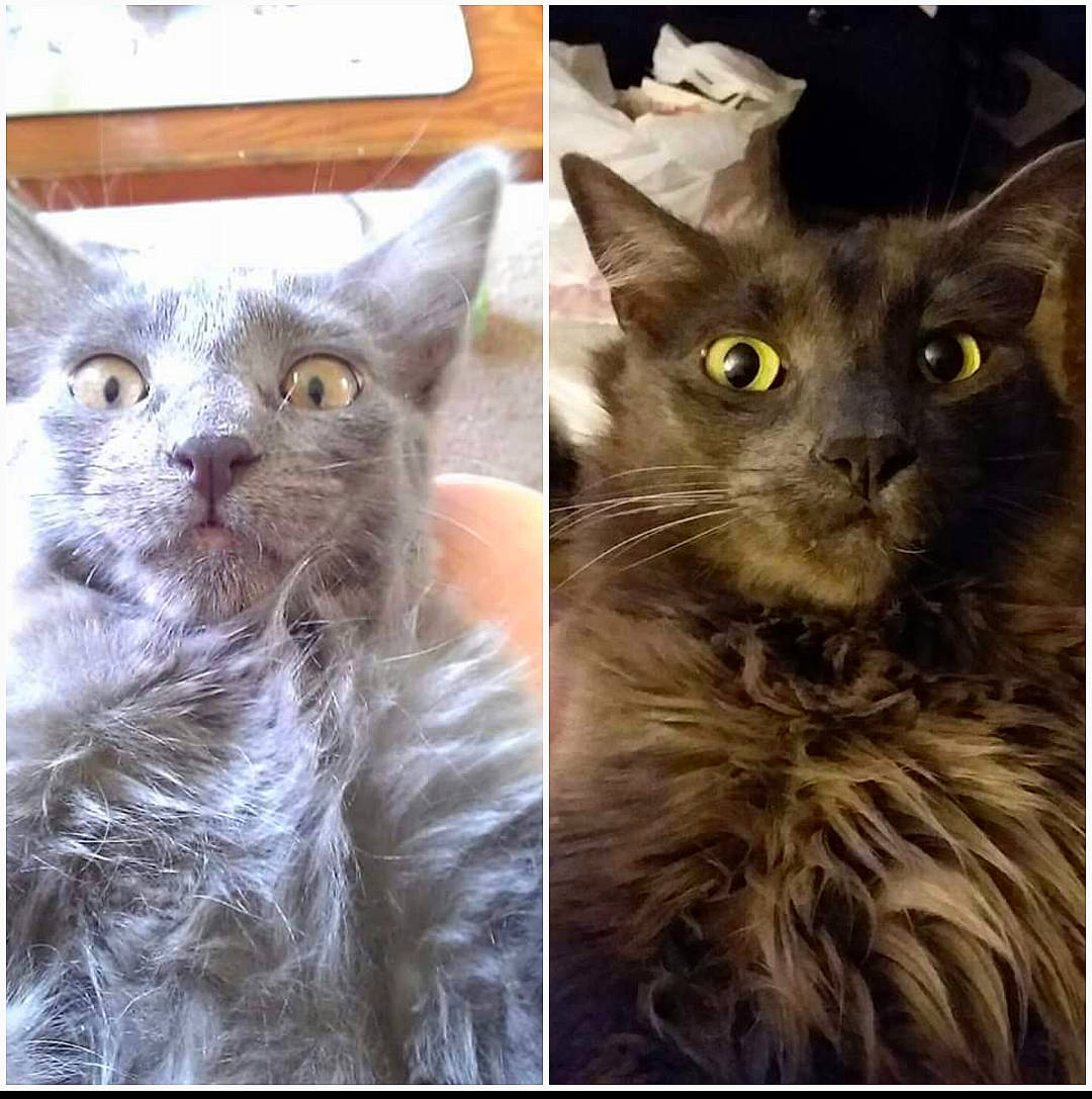 Kapi is registered to the contest to win money with this photo: beauty, carnivore, cat, claw, close_up, domestic_short_haired_cat, eye, fawn, felidae, fur, gesture, paw, photo_caption, small_to_medium_sized_cats, snapshot, snout, tail, terrestrial_animal, tree, whiskers