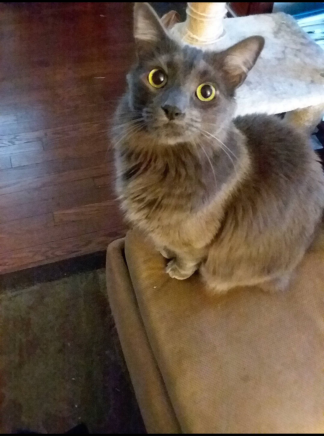 Kapi is registered to the contest to win money with this photo: british_shorthair, carnivore, cat, domestic_short_haired_cat, fawn, felidae, flooring, fur, grey, hardwood, plank, russian_blue, sitting, small_to_medium_sized_cats, snout, tail, terrestrial_animal, whiskers, window, wood