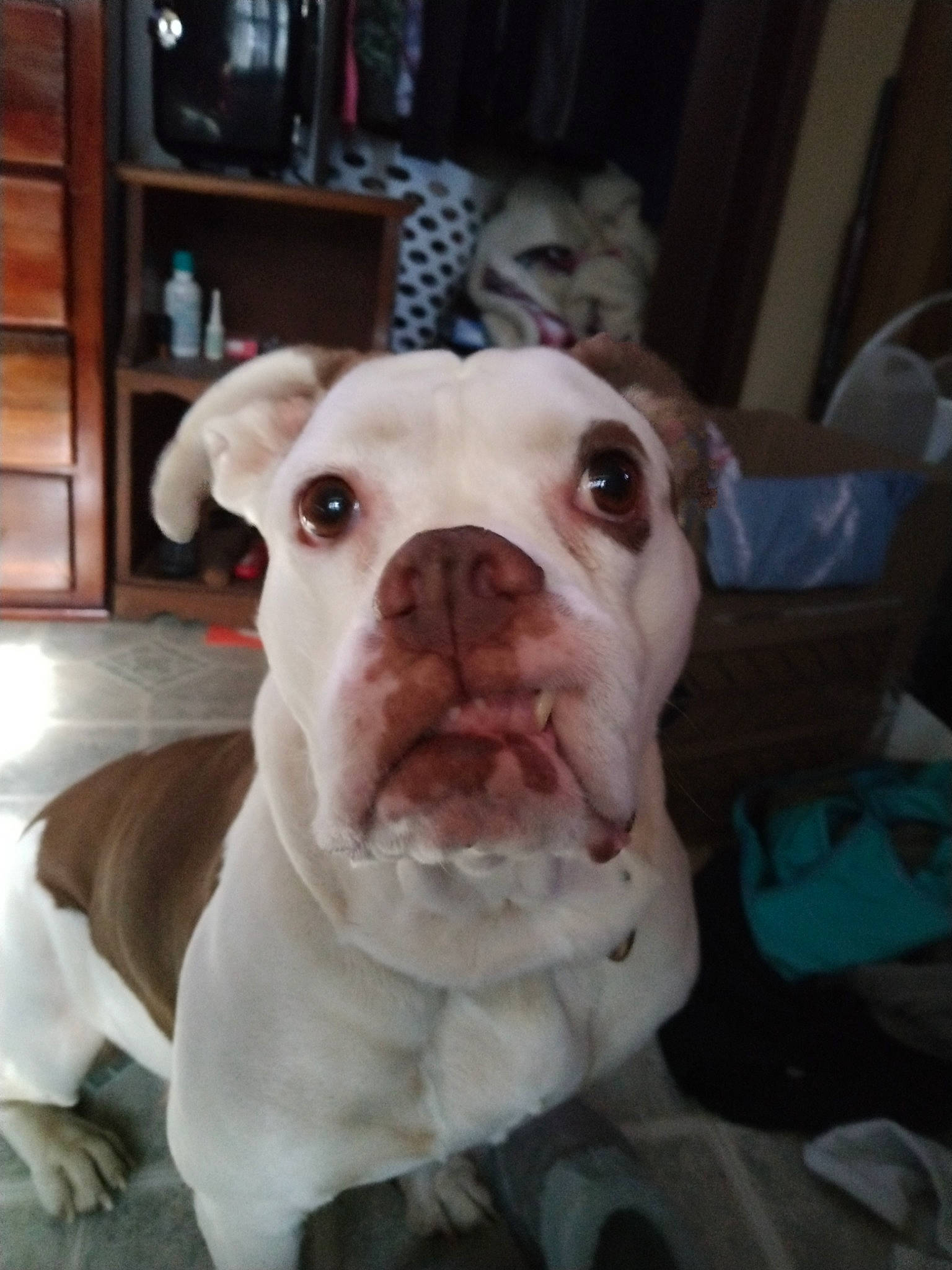 Piggy is registered to the contest to win money with this photo: bookcase, cabinetry, carnivore, companion_dog, dog, dog_breed, dogo_argentino, drawer, fawn, guard_dog, hardwood, molosser, non_sporting_group, pet_supply, shelf, snout, sporting_group, whiskers, wood, working_animal