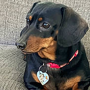 Daisy-Roo is registered to the contest to win money with this photo: animal, black_fur, close_up, collar, companion, couch, dachshund, dog, ears, furniture, heart_shaped_tag, indoor, looking_away, paw, pet, portrait, relaxed, snout, tag, tan_fur