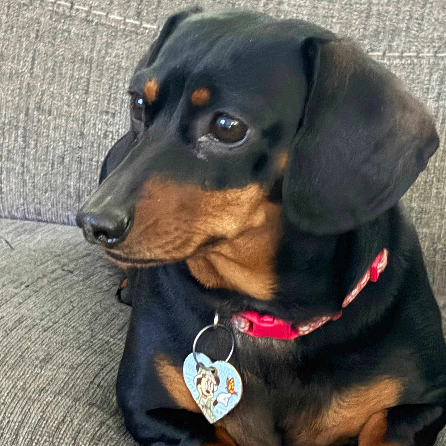 Daisy-Roo