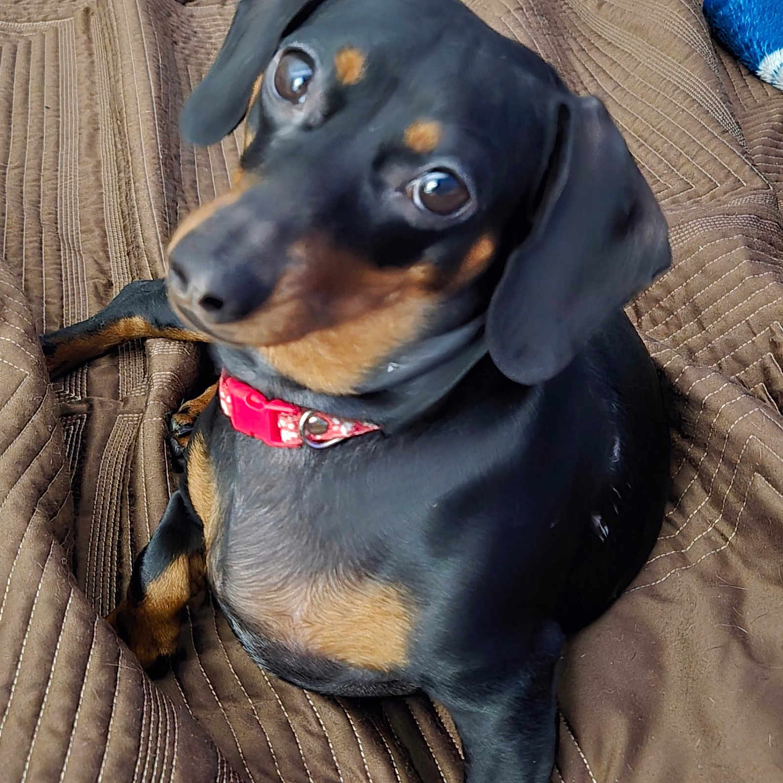 Daisy is registered to the contest to win money with this photo: animal, bed, black_and_tan, blanket, brown, canine, collar, companion, cute, dachshund, dog, domestic_animal, ears, fur, indoor, looking_up, pet, red_collar, resting, small_dog
