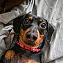 animal, black_and_tan, blanket, close_up, collar, cozy, cute, dachshund, dog, domestic_animal, ears, expression, fur, indoor, looking_up, lying_down, nose, pet, portrait, red_collar