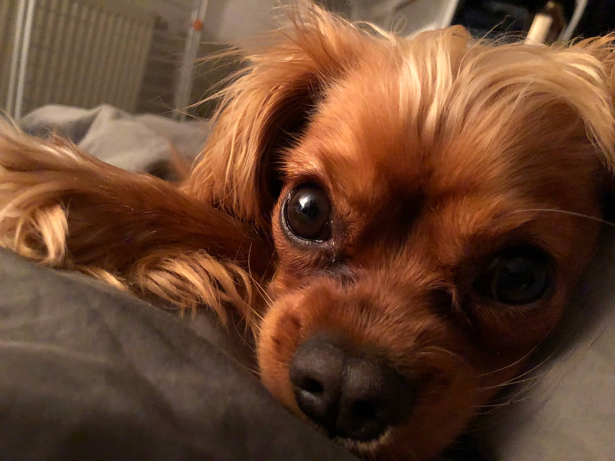 Thelma a rejoint le concours — aidez-le/la à gagner de superbes lots ! canidae, carnivore, close_up, companion_dog, dog, dog_breed, ear, fawn, fur, liver, plant, puppy, spaniel, sporting_group, terrestrial_animal, toy_dog, volpino_italiano, whiskers