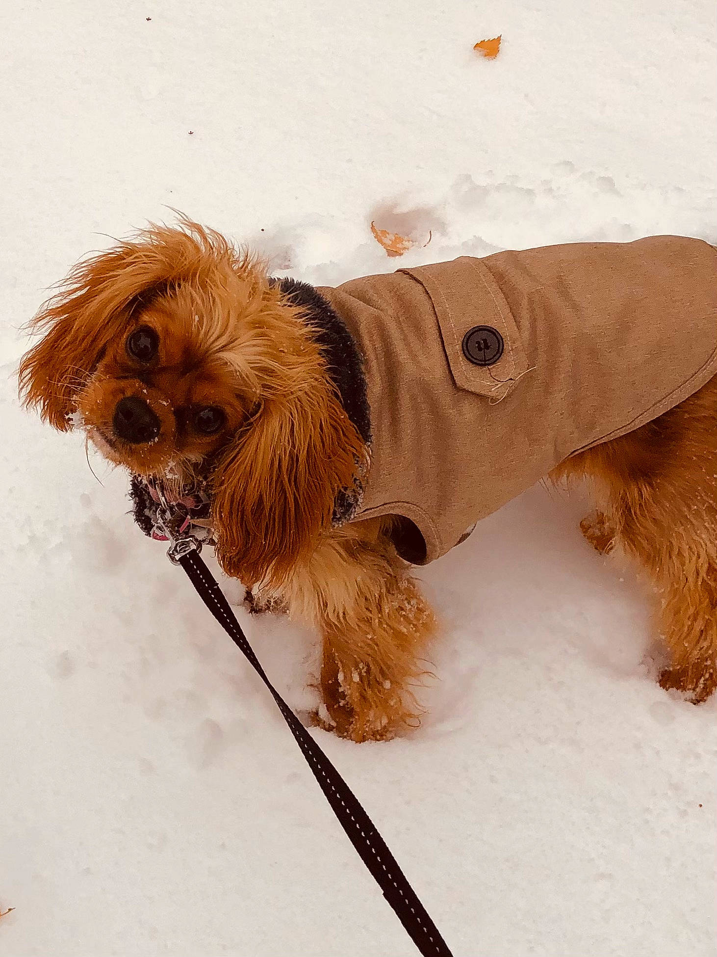 Thelma a rejoint le concours — aidez-le/la à gagner de superbes lots ! canidae, carnivore, collar, companion_dog, dog, dog_breed, dog_collar, dog_supply, fawn, fur, leash, liver, pet_supply, snout, snow, sporting_group, toy_dog, winter, wood, working_animal