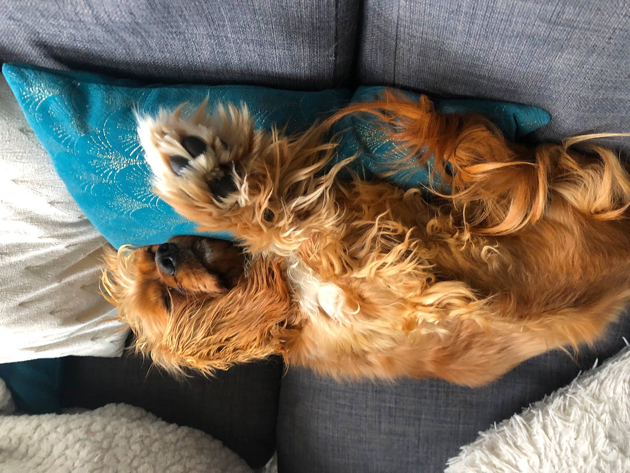 Thelma participe au concours pour gagner de l'argent avec cette photo : carnivore, comfort, companion_dog, couch, dog, dog_breed, dog_clothes, dog_supply, fawn, felidae, fur, liver, mammal, small_terrier, small_to_medium_sized_cats, snout, tail, terrier, toy_dog, whiskers