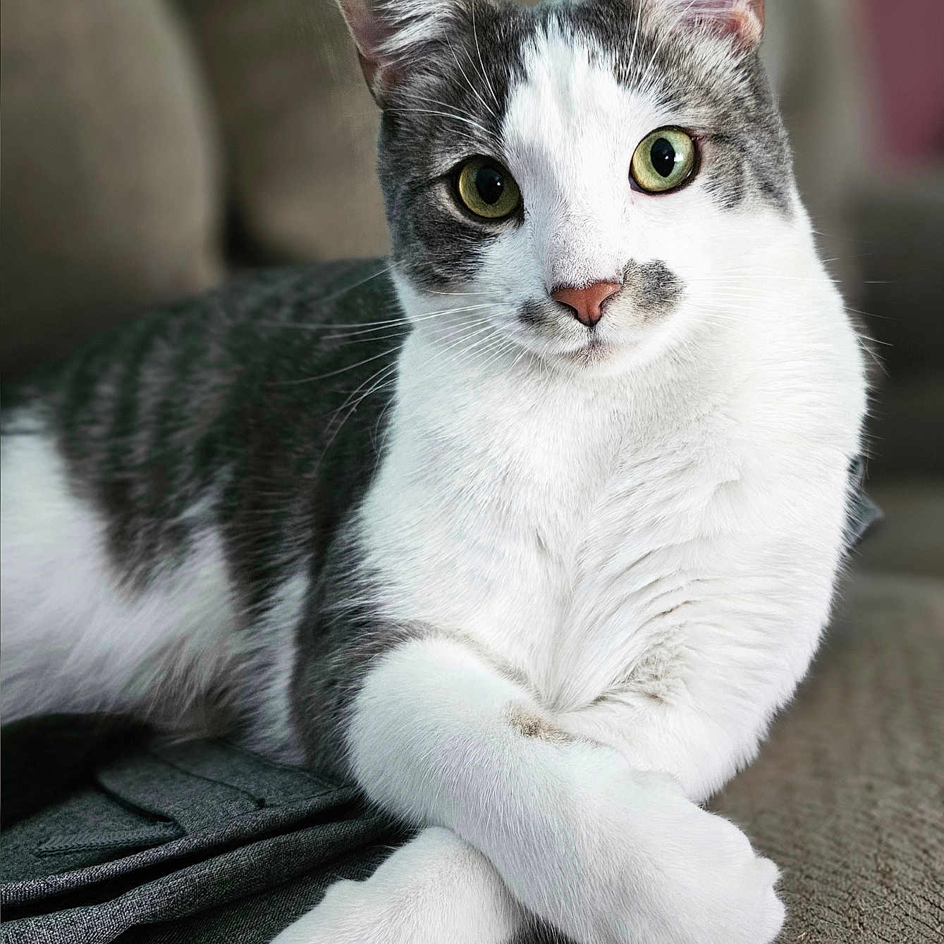 Leo joined the competition — help win amazing prizes! alert, animal, cat, closeup, couch, crossed_paws, cute, domestic_cat, feline, fur, gray_and_white, green_eyes, indoor, pet, portrait, relaxed, resting, sitting, soft_texture, whiskers