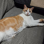 Mistic a rejoint le concours — aidez-le/la à gagner de superbes lots ! cat, orange_cat, white_cat, pet, feline, animal, indoor, couch, sofa, texture, relaxed, laying_down, fur, whiskers, ears, face, paws, home, comfortable, resting