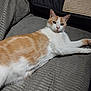 cat, orange_cat, white_cat, pet, feline, animal, indoor, couch, sofa, texture, relaxed, laying_down, fur, whiskers, ears, face, paws, home, comfortable, resting