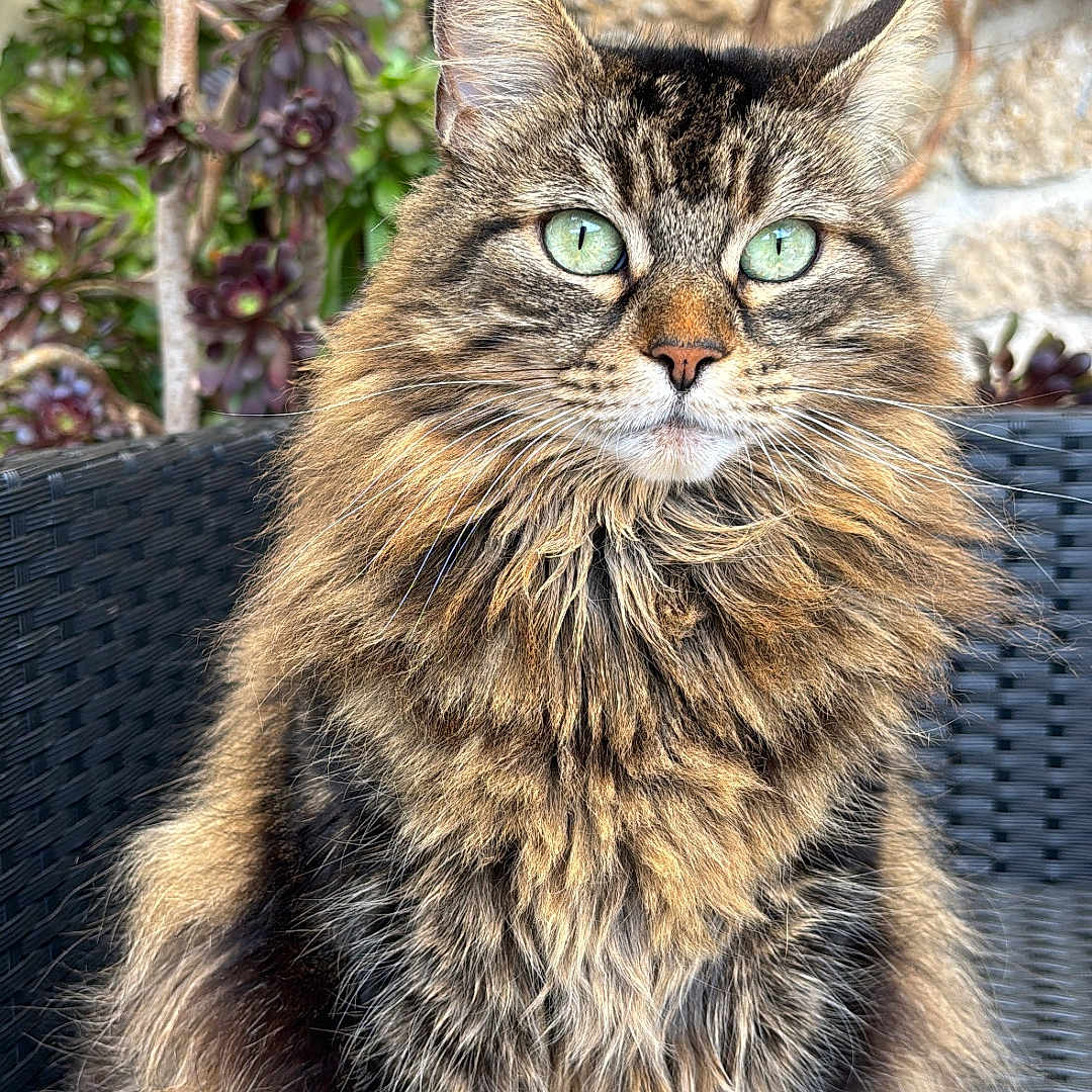 Maya a rejoint le concours — aidez-le/la à gagner de superbes lots ! abyssinian, accessories, angora, animal, architecture, brasssection, building, cat, horn, ivy, kitten, manx, musicalinstrument, pet, plant, pottedplant, slate, strap, wall, wood