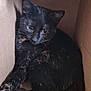 cat, black_cat, tortoiseshell, cardboard_box, pet, animal, feline, curled_up, indoor, cute, fur, whiskers, ears, tail, resting, cozy, shy, looking, small_space, box