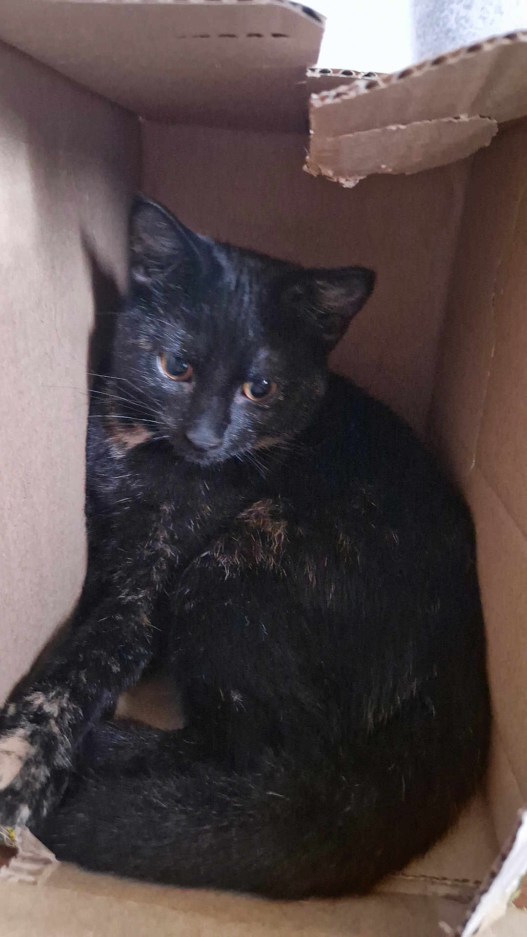 Crevette participe au concours pour gagner de l'argent avec cette photo : cat, black_cat, tortoiseshell, cardboard_box, pet, animal, feline, curled_up, indoor, cute, fur, whiskers, ears, tail, resting, cozy, shy, looking, small_space, box