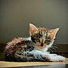 kitten, cat, animal, pet, fur, whiskers, floor, wood, indoor, cute, small, young, portrait, eyes, curious, resting, feline, adorable, light, shadow