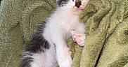Bloom participe au concours pour gagner de l'argent avec cette photo : kitten, sleeping, blanket, cozy, fur, pet, animal, cute, resting, soft, small, adorable, relaxed, indoor, comfort, whiskers, paw, pink_paw, black_and_white, peaceful