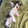 kitten, sleeping, blanket, cozy, fur, pet, animal, cute, resting, soft, small, adorable, relaxed, indoor, comfort, whiskers, paw, pink_paw, black_and_white, peaceful