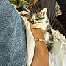 kitten, sleeping, cat, arm, bracelet, denim, jeans, pillow, blanket, cozy, resting, cute, pet, indoor, comfort, nap, furry, closeup, relaxation, soft