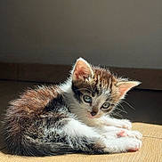 Bloom participe au concours pour gagner de l'argent avec cette photo : kitten, cat, pet, animal, fur, whiskers, ears, floor, sunlight, shadow, cute, small, young, domestic, indoor, mammal, playful, feline, resting, adorable