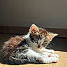 kitten, cat, pet, animal, fur, whiskers, ears, floor, sunlight, shadow, cute, small, young, domestic, indoor, mammal, playful, feline, resting, adorable
