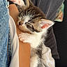 kitten, sleeping, paw, arm, bracelet, person, indoor, cozy, closeup, resting, cute, furry, pet, comfort, nap, white, brown, black, soft, relaxation