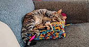 Trixie is registered to the contest to win money with this photo: cat, tabby_cat, sleeping, couch, blanket, knitted_blanket, indoor, home, plant, door, clothes, hanging_clothes, gray_couch, pink_pen, cozy, relaxed, furniture, resting, pet, domestic_cat