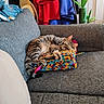 cat, tabby_cat, sleeping, couch, blanket, knitted_blanket, indoor, home, plant, door, clothes, hanging_clothes, gray_couch, pink_pen, cozy, relaxed, furniture, resting, pet, domestic_cat